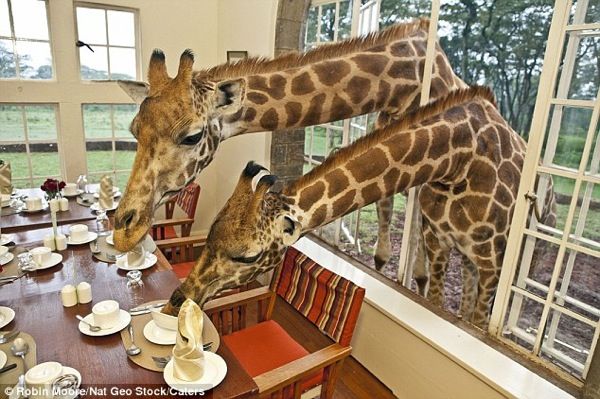 Giraffe_Manor_Nairobi.jpg