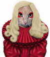 gagastupidcat.png