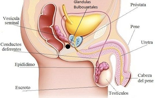 Representación del aparato reproductor masculino