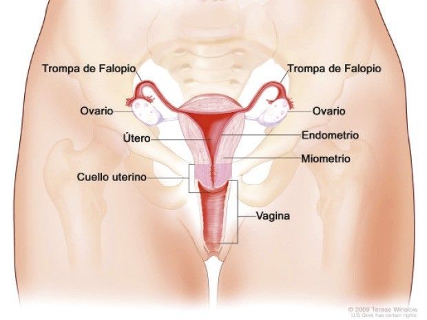 Representación del aparato reproductor femenino