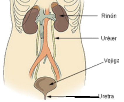 Diagrama del sistema urinario