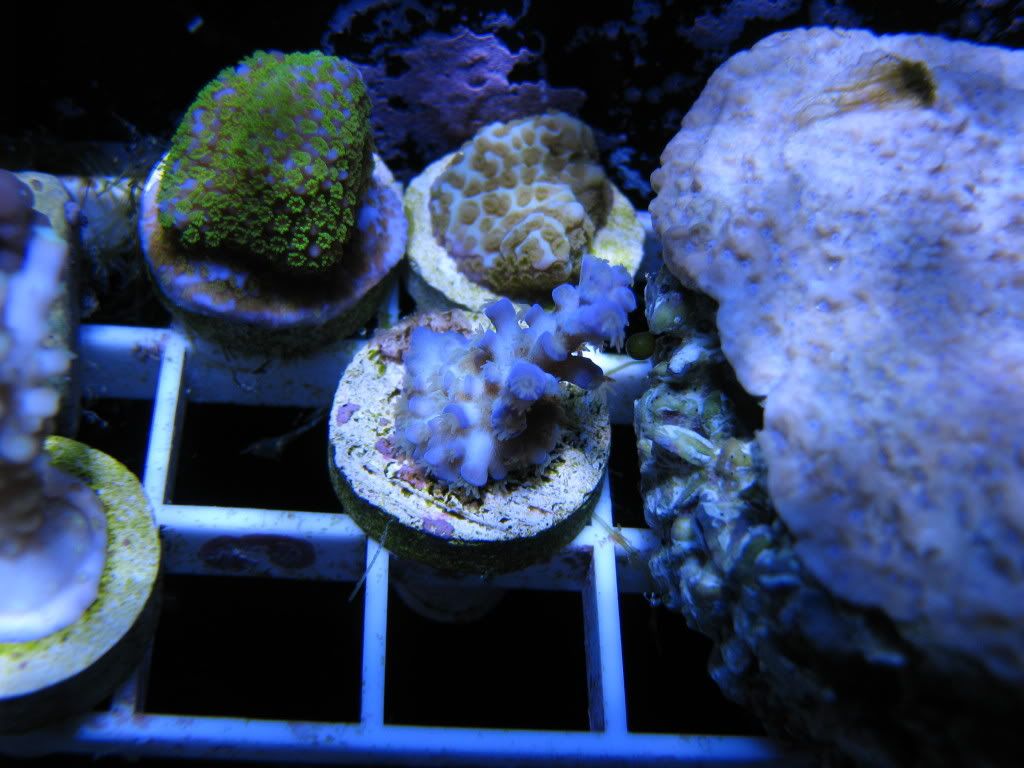 Chips+acropora