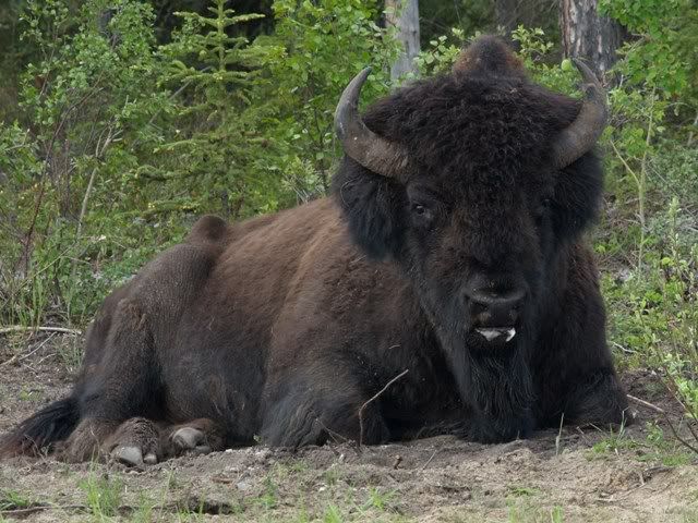 buffalo2b.jpg