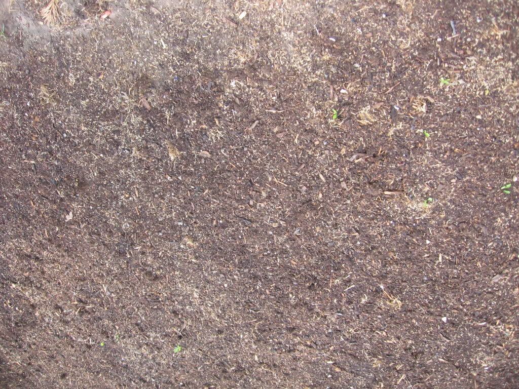 barren soil