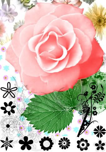Flowers & Roses Photoshop