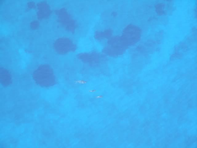 Dolphins swimming off the Bafra coast