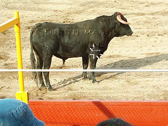 Imagen245.jpg Torito manso picture by viatore