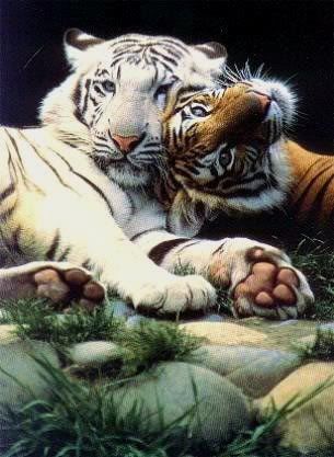 White Tiger Brown Tiger