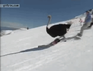 http://i298.photobucket.com/albums/mm256/TonyWarrington/1305562847_skiing-ostrich.gif