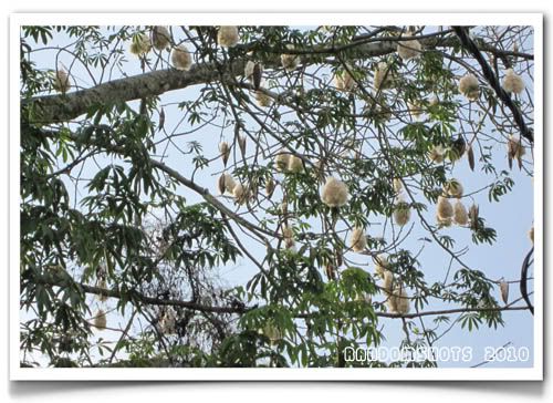 Cotton tree,serdang