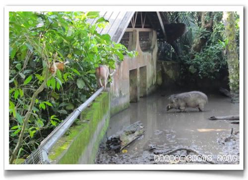 Wild boar,Taping Zoo