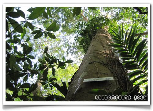 Wild mangosteen tree