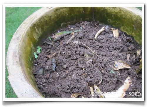 Compost Pot