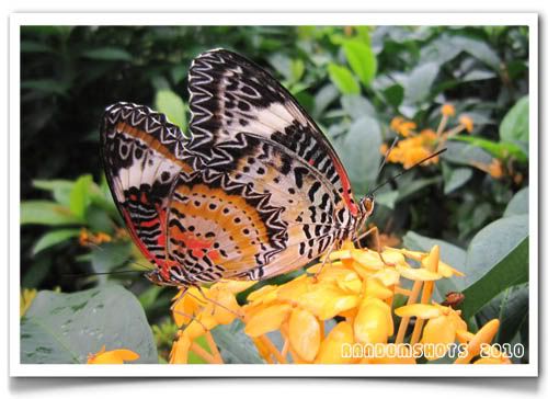 Butterfly,Penang Butterfly Farm