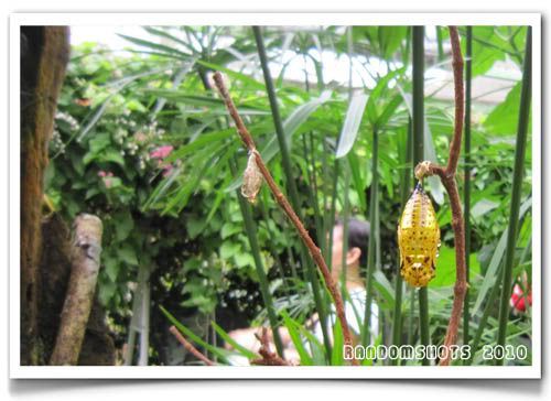 butterfly,pupa,Penang Butterfly Farm