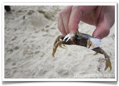 Crab,Teluk Batik