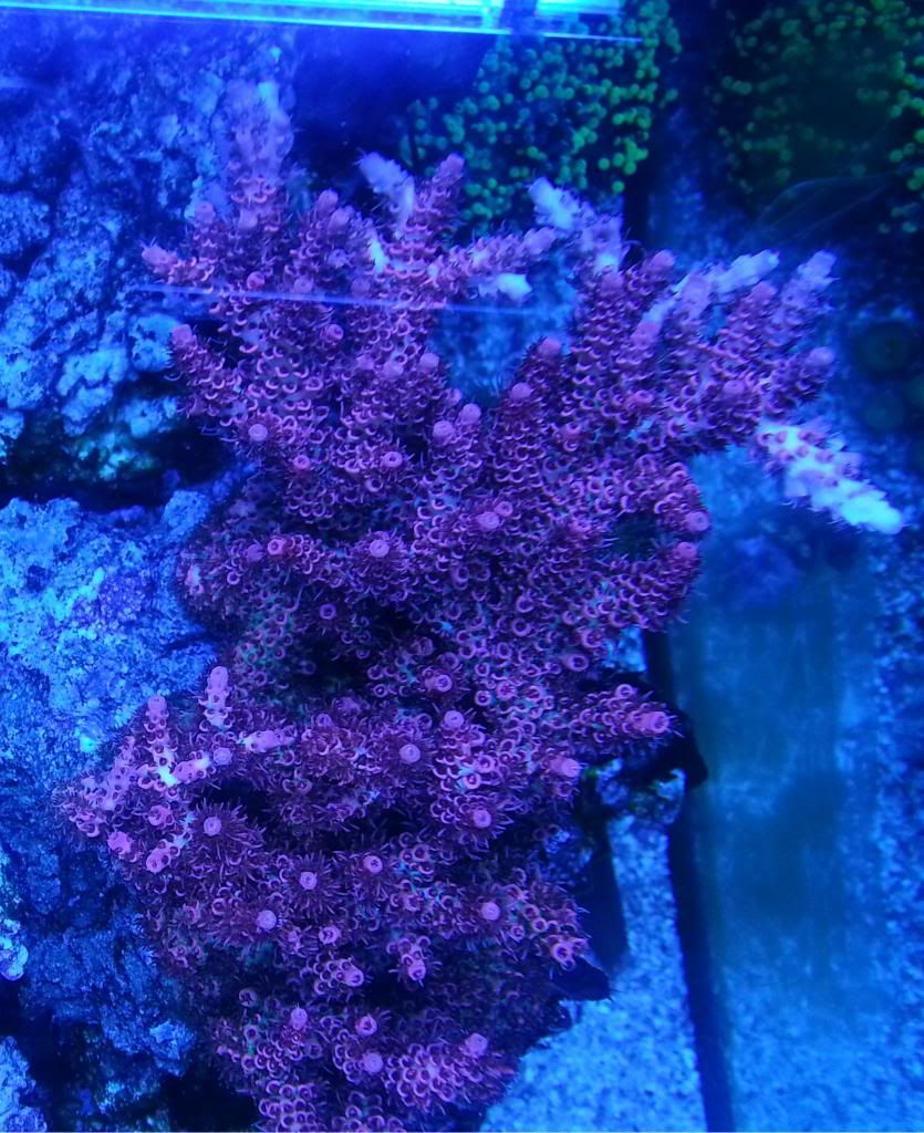 20121118 190552 - SPS Frags and a few others