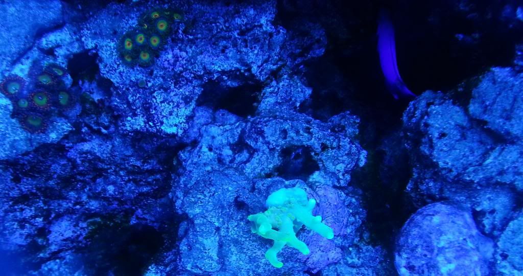 20121118 190639 - SPS Frags and a few others