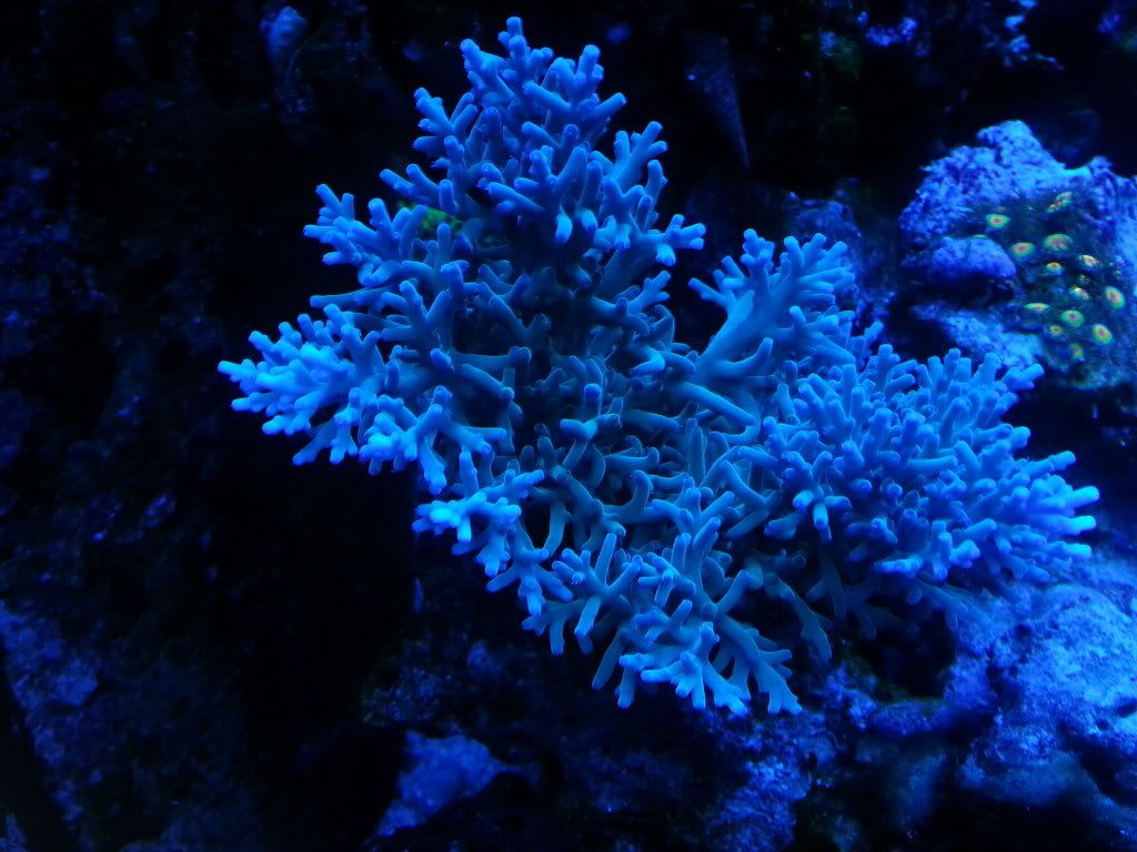 20121231 105949 - SPS Frags and a few others