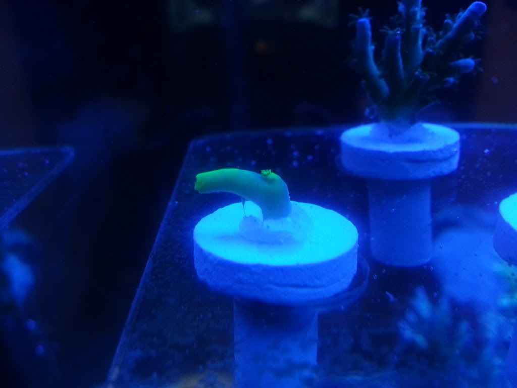 20130101 194812 - SPS Frags and a few others
