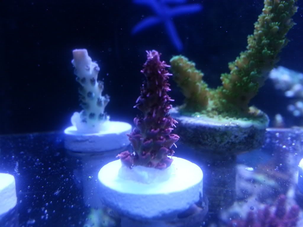 20130101 195300 - SPS Frags and a few others