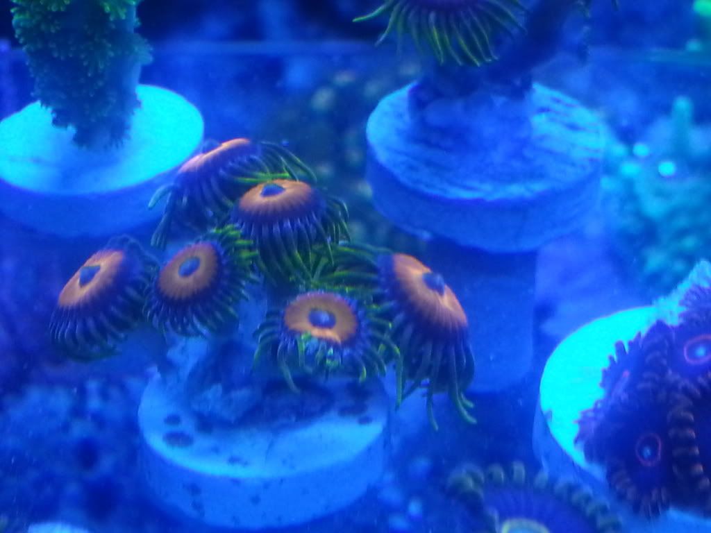 20130519 204907 zps6ff05dc6 - Zoa pack and a few other zoa/sps frags