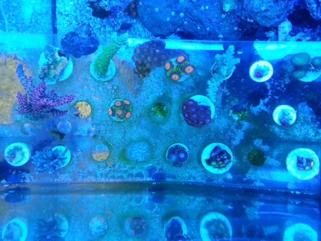 20130528 125846 zps867bc520 - Zoa pack and a few other zoa/sps frags