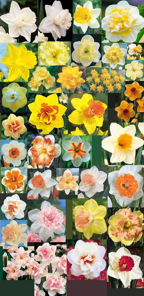 daffodils Wise-scaping: daffodil