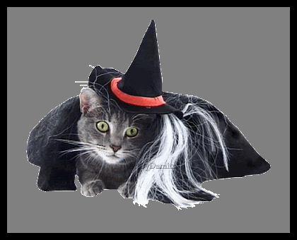 jcw_bewitched_cat.gif picture by Damita_2008