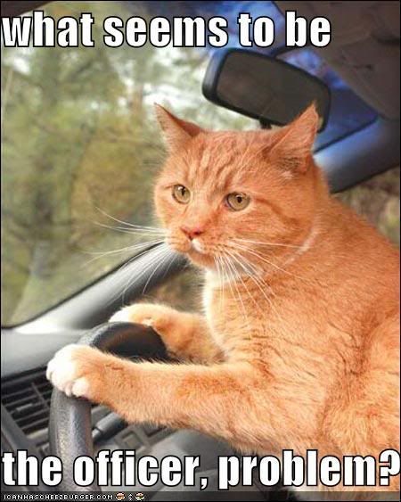 funny-pictures-orange-cat-driving.jpg