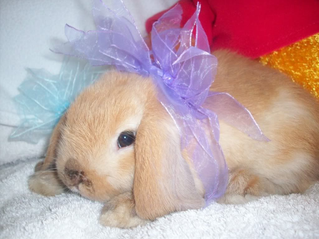 What color would you call these - Rabbits