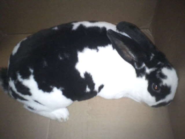 My first 'Easter Bunny" litter - Rabbits