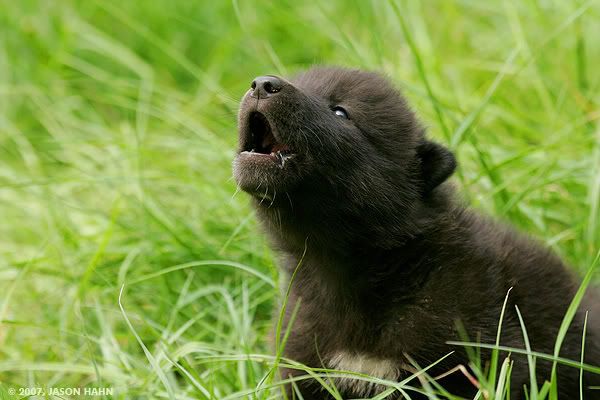 black wolf pup Pictures,