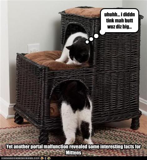 funny-pictures-cat-has-portal-malfunction.jpg portal malfuntion image by geeklovesmusic