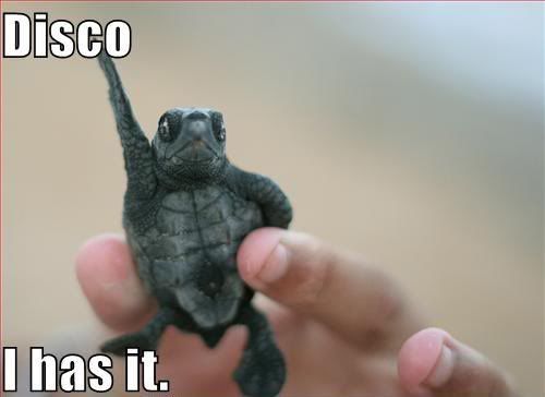 disco turtle Pictures, Images and Photos
