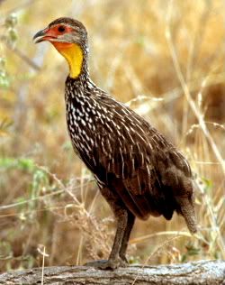 Francolin.jpg