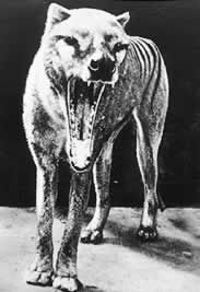 a98_Thylacine.jpg