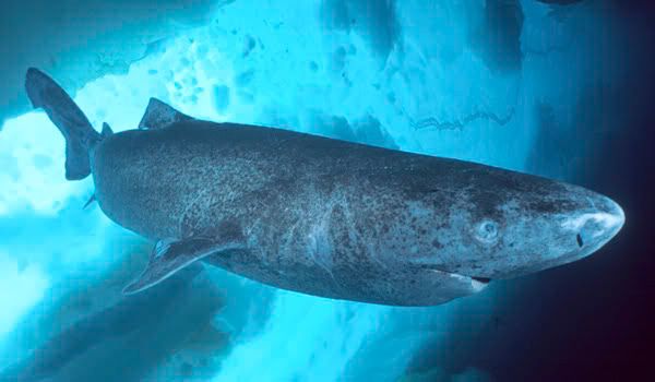 greenland-shark.jpg