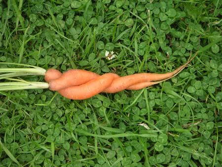 love-carrotsvsm.jpg