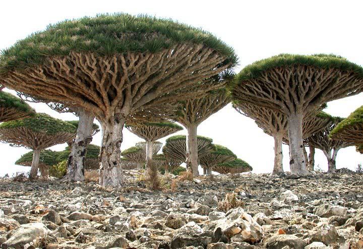 strange-trees-on-the-island-of-soco.jpg