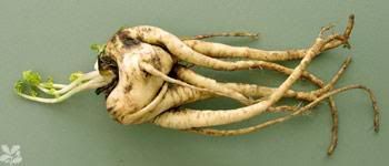 ugly_veg-winning_parnsip-350x150-th.jpg