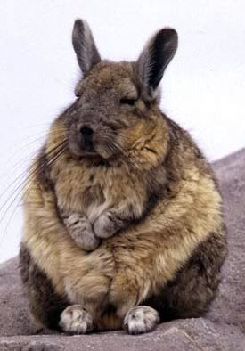 viscacha.jpg