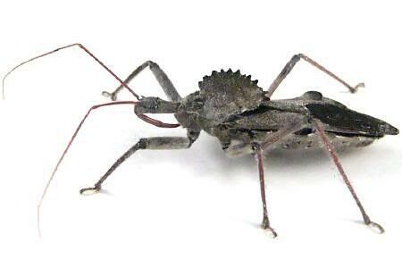 wheel-bug.jpg