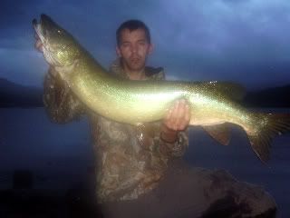 arkaig pike catch reports trout brown beautifull