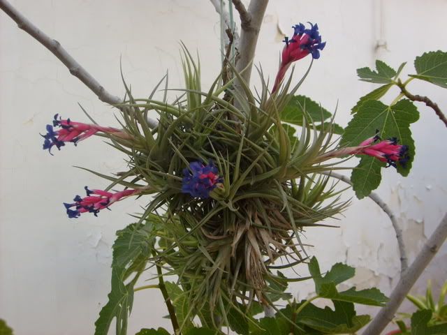 Tillandsia1.jpg