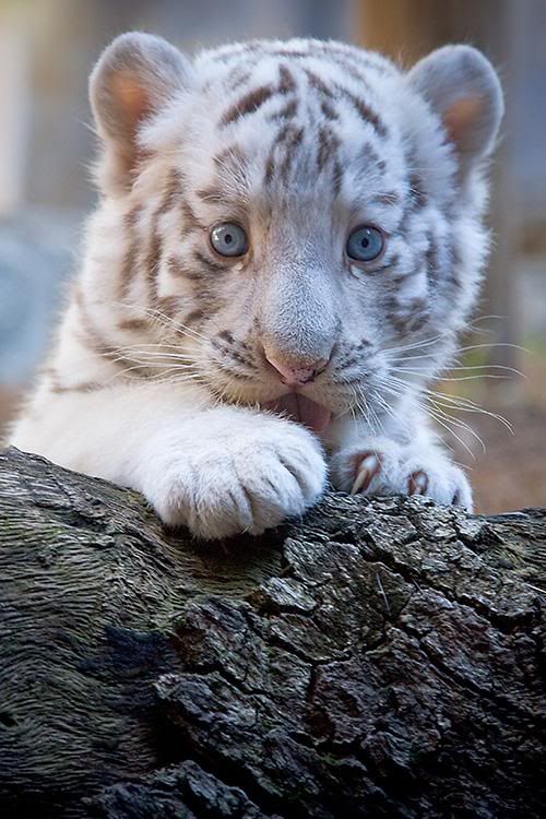 White-Tiger-Cub.jpg tiger cub image by aznnumbr1