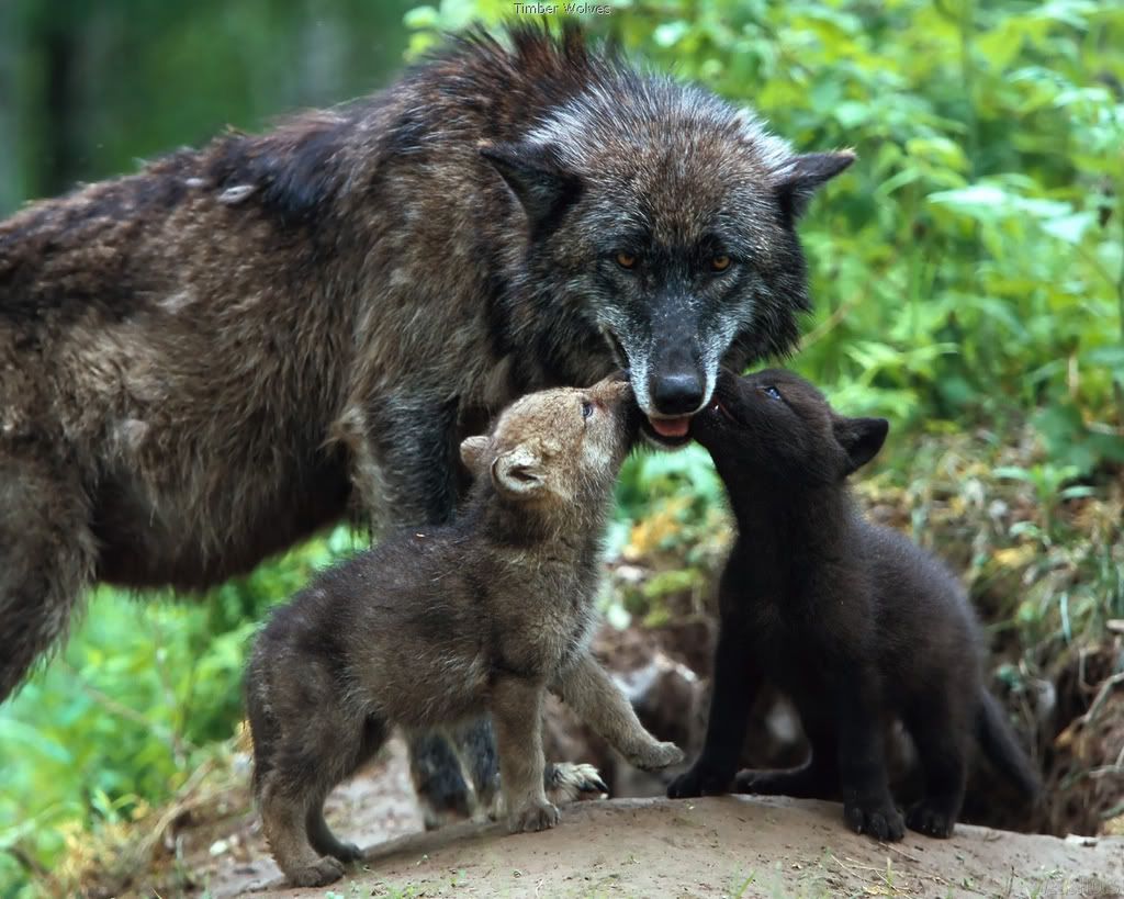 Puppies Wolves