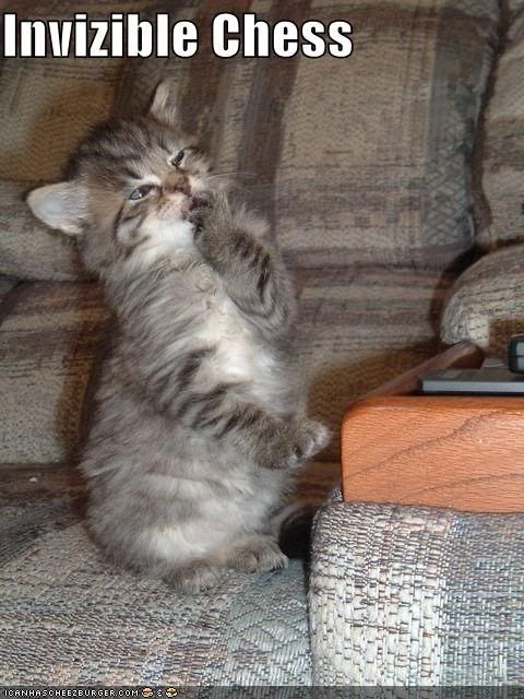 funny-pictures-cat-plays-invisible-.jpg