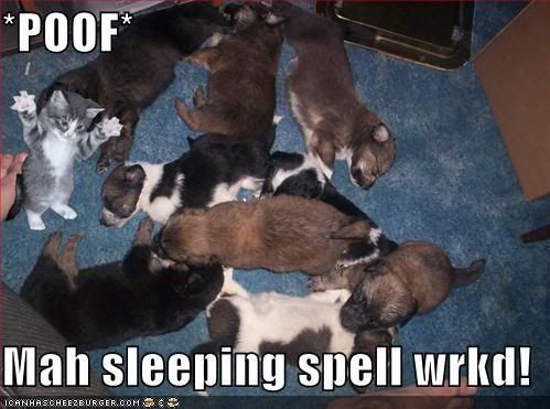 funny-pictures-kitten-sleeping-spel.jpg