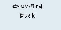 Crowned-Duck-sig.jpg